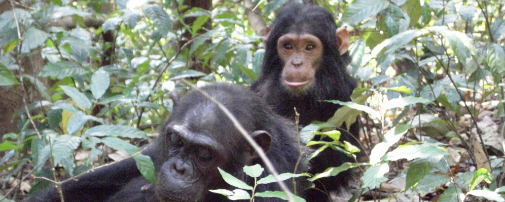 Schimpansen im Gombe Stream Nationalpark